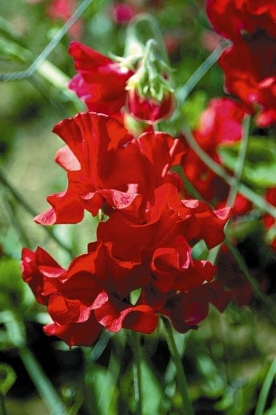 Picture of Sweet Pea - Millennium